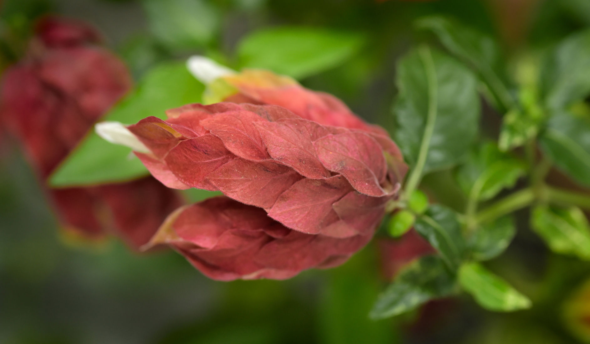 Shrimp plant